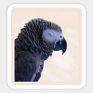 Einstein Parrot Sleeping Sticker
